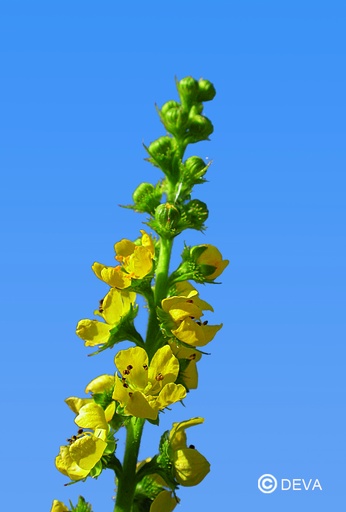[ART0061] DEVA AIGREMOINE  - Agrimony 15ml - n°01