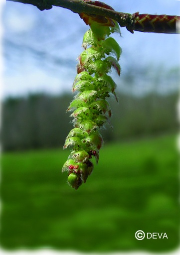 [ART0066] DEVA CHARM - Hornbeam 15ml - n°17