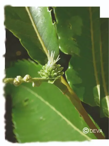 [ART0067] DEVA CHATAIGNER - Sweet Chestnut 15ml - n°30