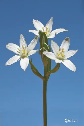 [ART0074] DEVA ETOILE BETHLEEM - Star Beth. 15ml - n°29