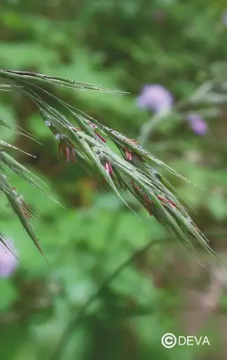 [ART0075] DEVA FOLLE AVOINE - Wild Oat 15ml - n°36