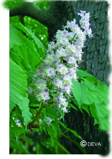 [ART0081] DEVA MARRONNIER BLANC - White Chestnut 15ml - n°35