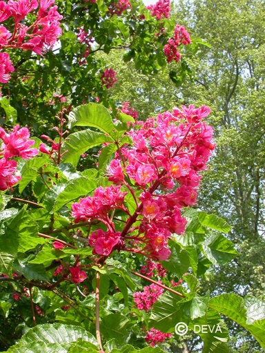 [ART0082] DEVA MARRONNIER ROUGE - Red Chestnut 15ml - n°25