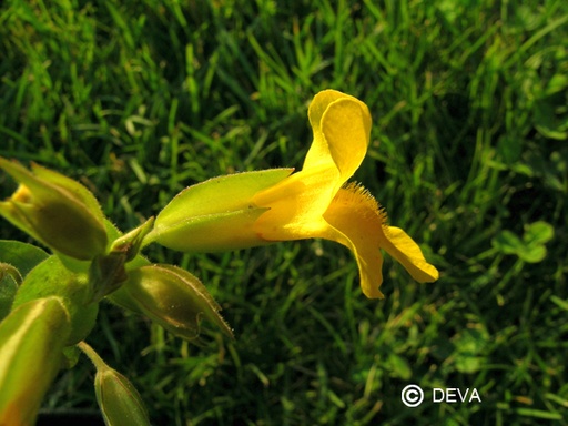 [ART0084] DEVA MIMULUS JAUNE - Mimulus 15ml - n°20