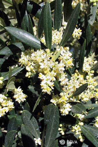 [ART0087] OLIJF - Olive N°23 - 15ml