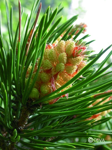 [ART0089] DEVA PIN SYLVESTRE - Pine 15ml - n°24