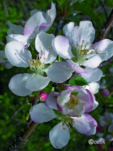 [ART0091] APPEL - Crab Apple N°10 - 15ml