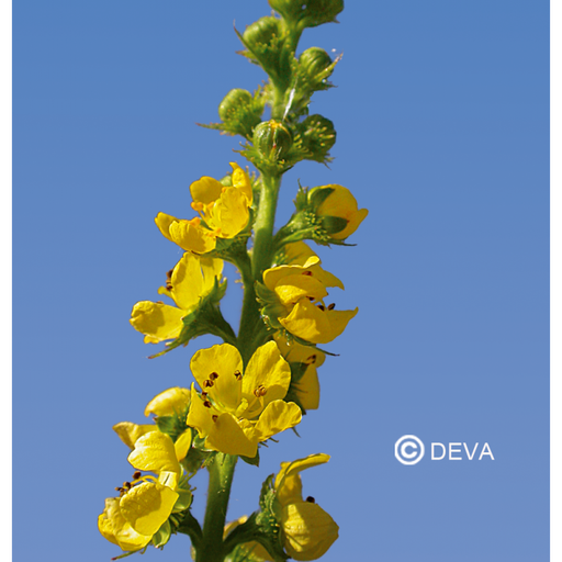 [ART0101] DEVA AIGREMOINE - Agrimony 30ml - n°1