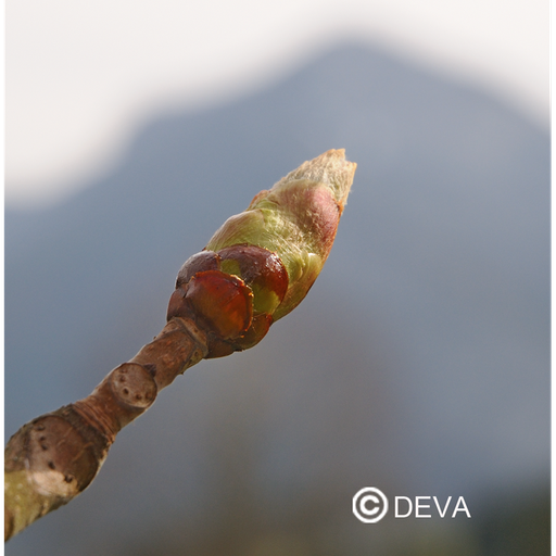 [ART0103] DEVA BOURGEON MARRON. - Chestnut Bud 30ml - n°7