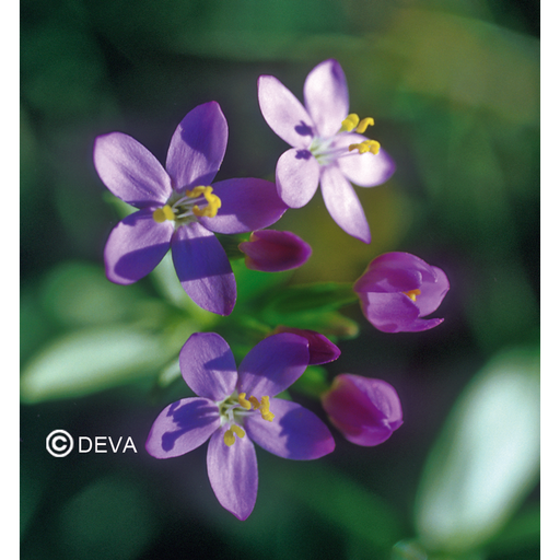 [ART0105] DEVA CENTAURÉE - Centaury 30ml -n°4