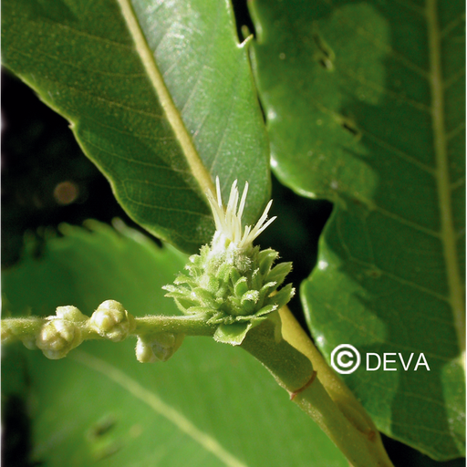 [ART0107] DEVA CHATAIGNER - Sweet Chestnut 30ml - n°30