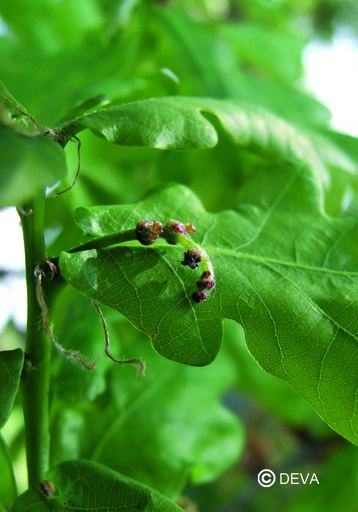 [ART0108] DEVA CHENE - Oak 30ml n°22