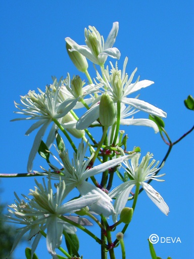 [ART0111] DEVA CLÉMATITE - Clematis 30ml - n°9
