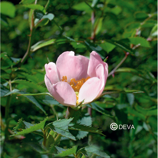 [ART0113] DEVA EGLANTIER - Wild rose 30ml - n°37