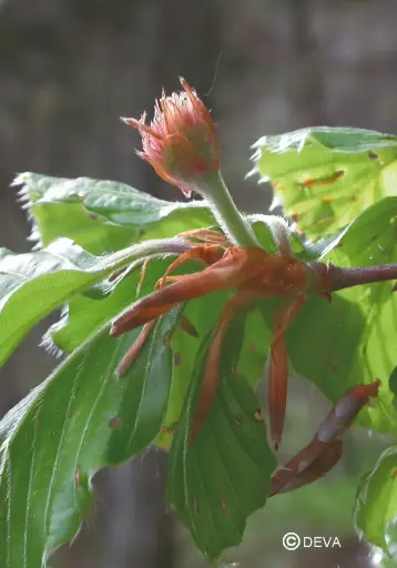 [ART0118] DEVA HETRE - Beech 30ml - n°03