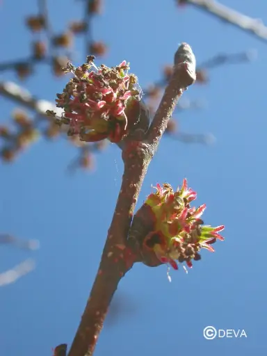 [ART0128] DEVA ORME - Elm 30ml - n°11