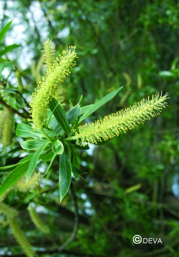 [ART0133] DEVA SAULE - Willow 30ml - n°38
