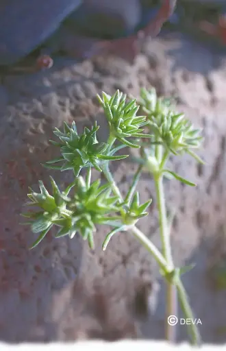 [ART0134] DEVA SCLERANTHE -  Scleranthus 30ml - n°28