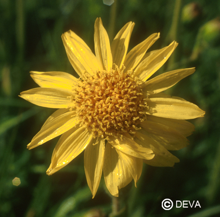 [ART0151] DEVA ARNICA BIO 30ml 