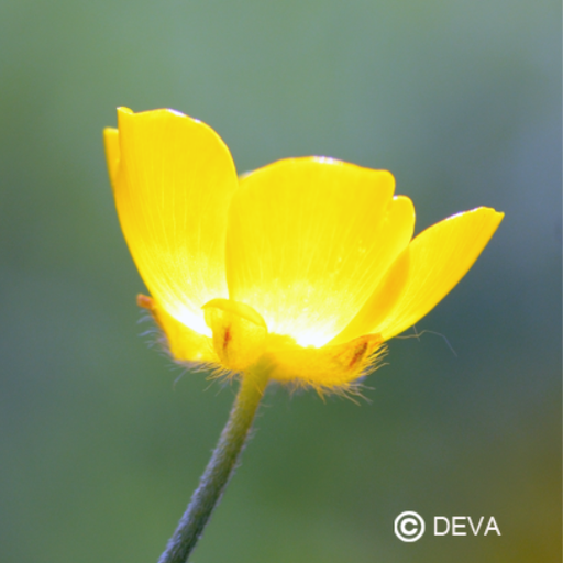 [ART0158] DEVA BOUTON D'OR 30ml