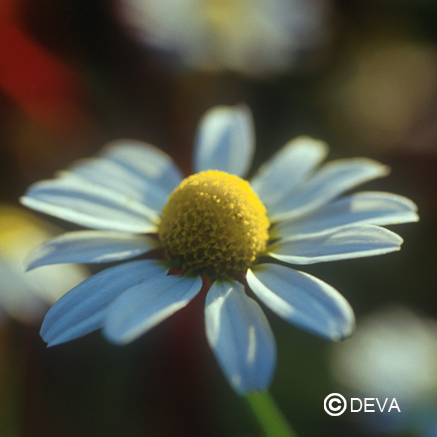 [ART0162] DEVA CAMOMILLE BIO 30ml