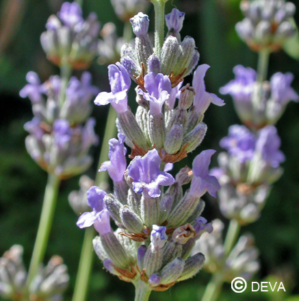 [ART0193] DEVA LAVANDE BIO 30ml - Lavendel BIO 30 ml