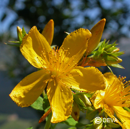 [ART0440] Sint Janskruid 15ml