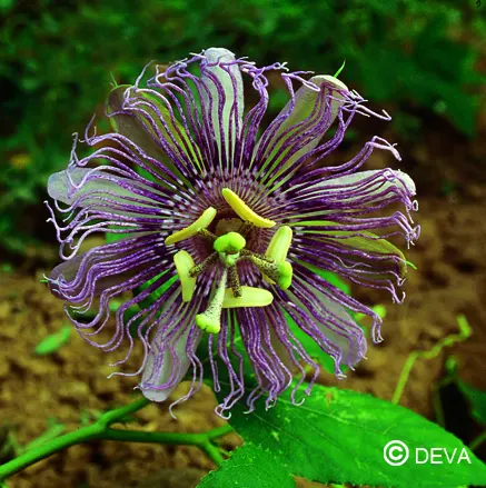 [ART0480] DEVA PASSIFLORE 15ml 