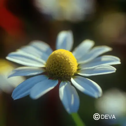 [ART0482] Kamille 15 ml