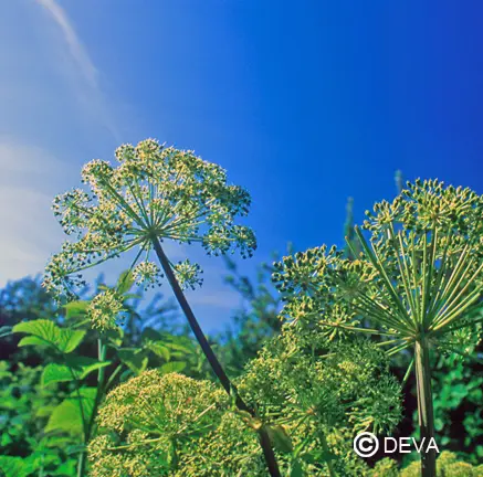 [ART0604] Engelwortel 15 ml