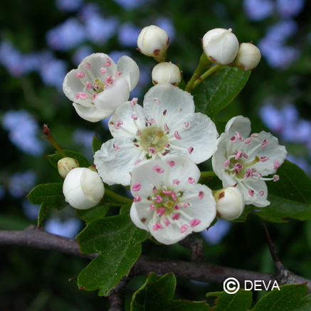 [ART0605] DEVA AUBEPINE 15ml