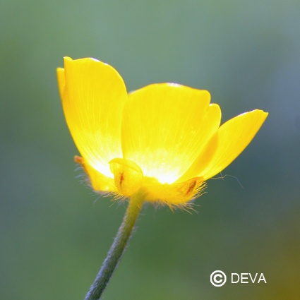 [ART0610] DEVA BOUTON D'OR 15ml