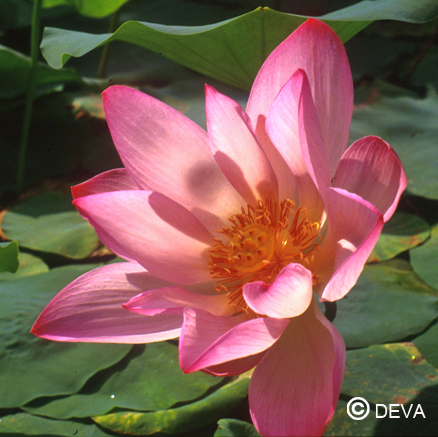 [ART0641] DEVA LOTUS 15ml