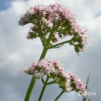 [ART0670] DEVA VALERIANE 15ml 