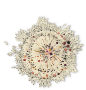 HERBORISTERIE FLEURS ET TERRE
